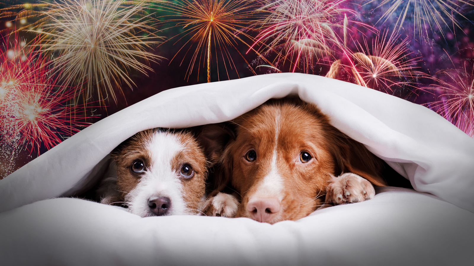 How to create a living room den for your pet on bonfire night