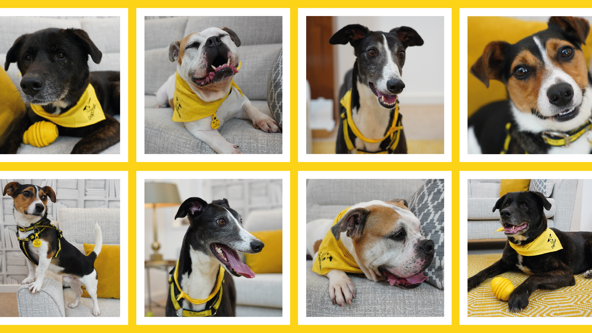 National Pet Month: A Day with Dogs Trust
