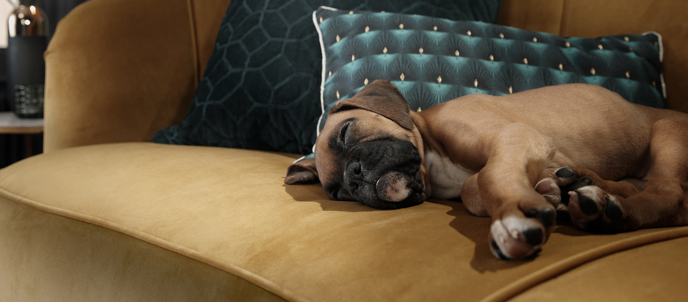 Pets and sofas: your vital cleaning guide
