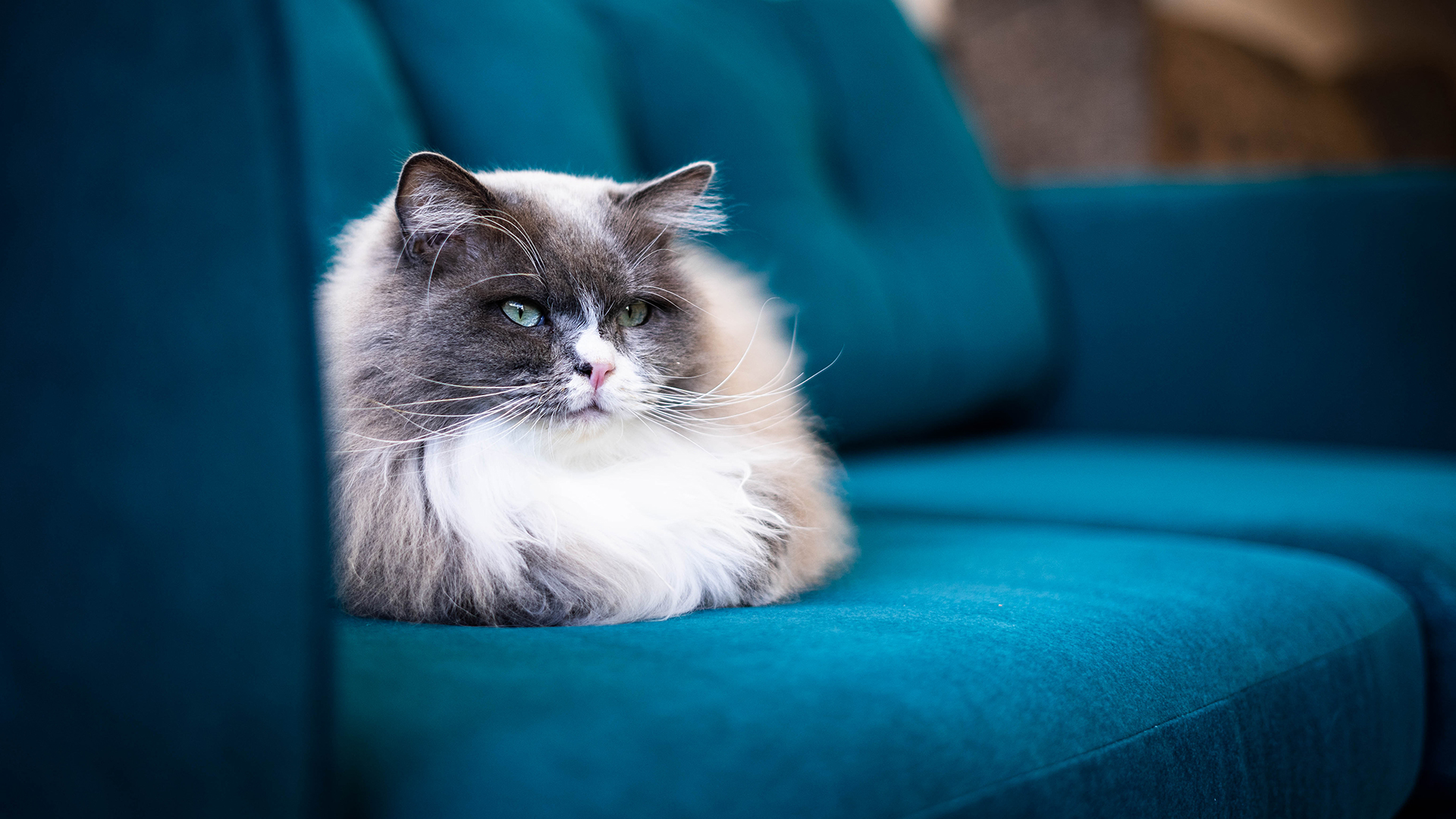 Purrfect sofas for relaxation