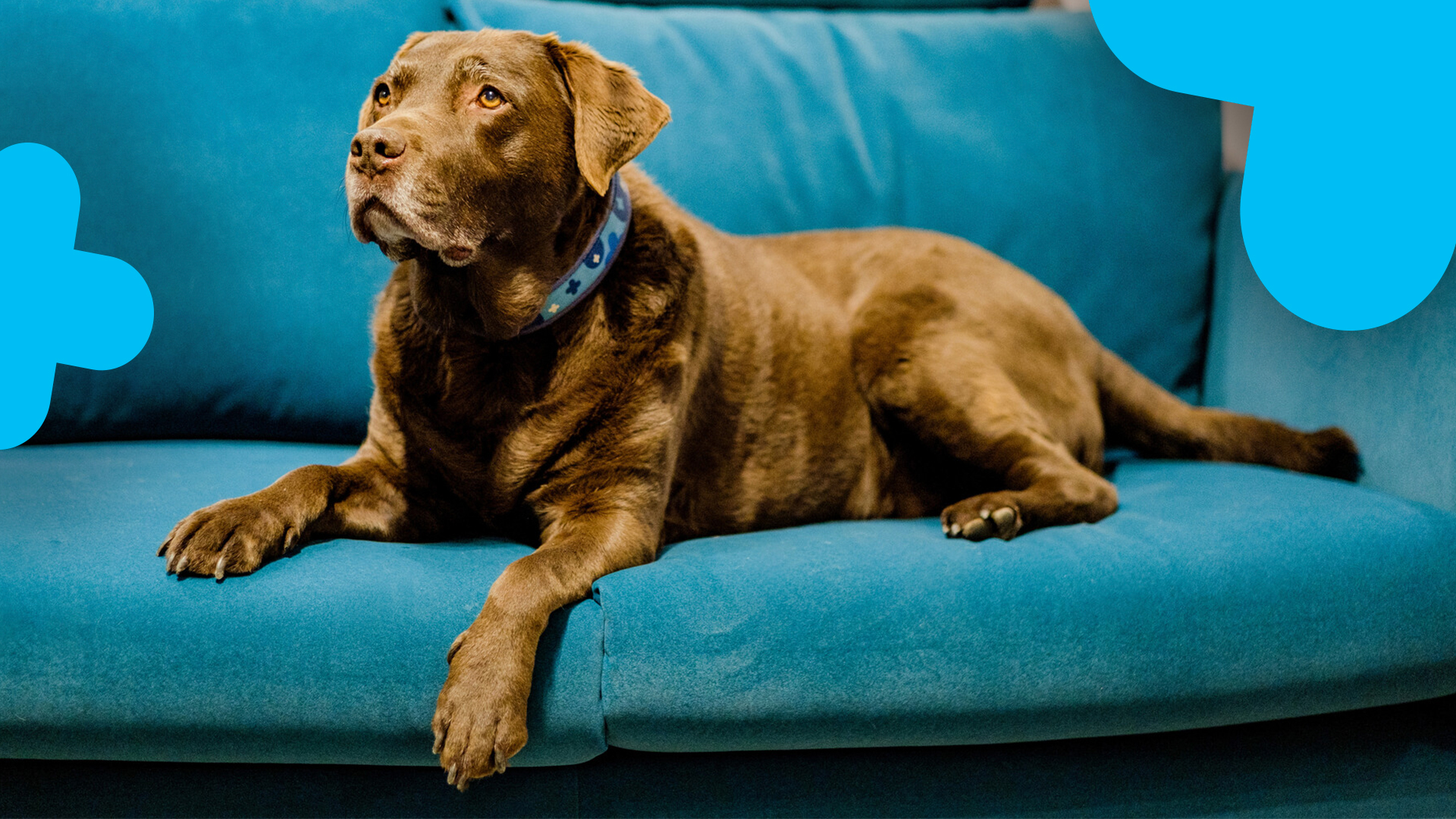 Blue Cross rescue dogs let loose to review our sofas